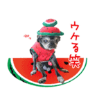 パグのちゃら★もい スタンぷぅ～（個別スタンプ：27）