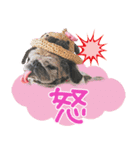 パグのちゃら★もい スタンぷぅ～（個別スタンプ：33）