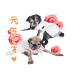 パグのちゃら★もい スタンぷぅ～（個別スタンプ：37）