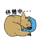 雑種犬のクロハナ（個別スタンプ：9）