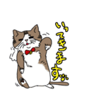 ねこ 銀の日常（個別スタンプ：8）