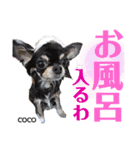 ☆MARRON＆COCO☆（個別スタンプ：2）