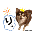 ☆MARRON＆COCO☆（個別スタンプ：3）
