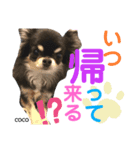 ☆MARRON＆COCO☆（個別スタンプ：8）