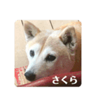 柴犬 さくらちゃん（個別スタンプ：1）