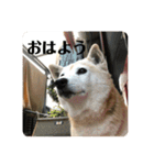 柴犬 さくらちゃん（個別スタンプ：2）