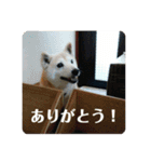 柴犬 さくらちゃん（個別スタンプ：3）