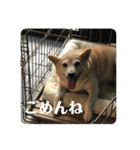 柴犬 さくらちゃん（個別スタンプ：4）