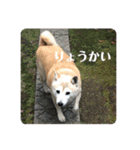 柴犬 さくらちゃん（個別スタンプ：5）