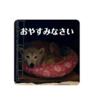柴犬 さくらちゃん（個別スタンプ：6）