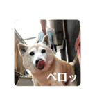 柴犬 さくらちゃん（個別スタンプ：8）