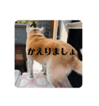 柴犬 さくらちゃん（個別スタンプ：9）