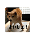 柴犬 さくらちゃん（個別スタンプ：10）