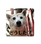 柴犬 さくらちゃん（個別スタンプ：11）