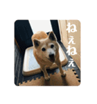 柴犬 さくらちゃん（個別スタンプ：12）