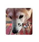 柴犬 さくらちゃん（個別スタンプ：13）