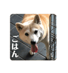 柴犬 さくらちゃん（個別スタンプ：14）