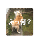 柴犬 さくらちゃん（個別スタンプ：15）