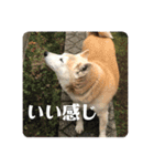 柴犬 さくらちゃん（個別スタンプ：16）