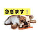 イングリッシュブルドック のキキです。（個別スタンプ：7）
