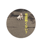イングリッシュブルドック のキキです。（個別スタンプ：9）