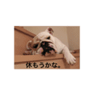 イングリッシュブルドック のキキです。（個別スタンプ：10）