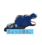 イングリッシュブルドック のキキです。（個別スタンプ：11）