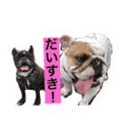 イングリッシュブルドック のキキです。（個別スタンプ：13）
