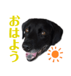 それゆけ！バジル（個別スタンプ：1）