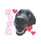 それゆけ！バジル（個別スタンプ：11）