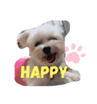 ごきげんらんちゃん（個別スタンプ：1）