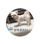 ごきげんらんちゃん（個別スタンプ：13）