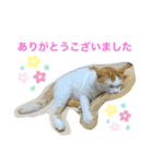 トラチワちゃん♡♡♡♡♡♡（個別スタンプ：1）