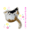 トラチワちゃん♡♡♡♡♡♡（個別スタンプ：2）