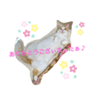 トラチワちゃん♡♡♡♡♡♡（個別スタンプ：3）