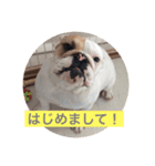 ブルドック のキキです。（個別スタンプ：1）