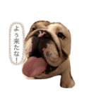 ブルドック のキキです。（個別スタンプ：2）