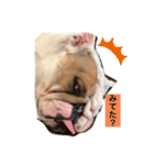 ブルドック のキキです。（個別スタンプ：5）