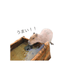 どうぶつのひとこと（個別スタンプ：7）