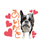 ちょびのきもち。（個別スタンプ：5）