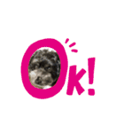 ミックス犬のチロルchan（個別スタンプ：1）