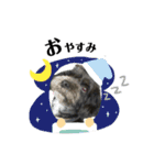 ミックス犬のチロルchan（個別スタンプ：15）