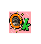 ミックス犬のチロルchan（個別スタンプ：17）