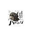 ミックス犬のチロルchan（個別スタンプ：19）
