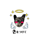 ミックス犬のチロルchan（個別スタンプ：25）