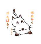 シャムキャツ猫1（個別スタンプ：16）