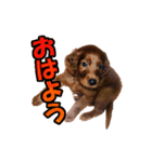 アイリッシュセッター犬 SHIGE（個別スタンプ：1）