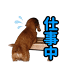 アイリッシュセッター犬 SHIGE（個別スタンプ：2）