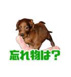 アイリッシュセッター犬 SHIGE（個別スタンプ：3）