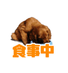 アイリッシュセッター犬 SHIGE（個別スタンプ：4）